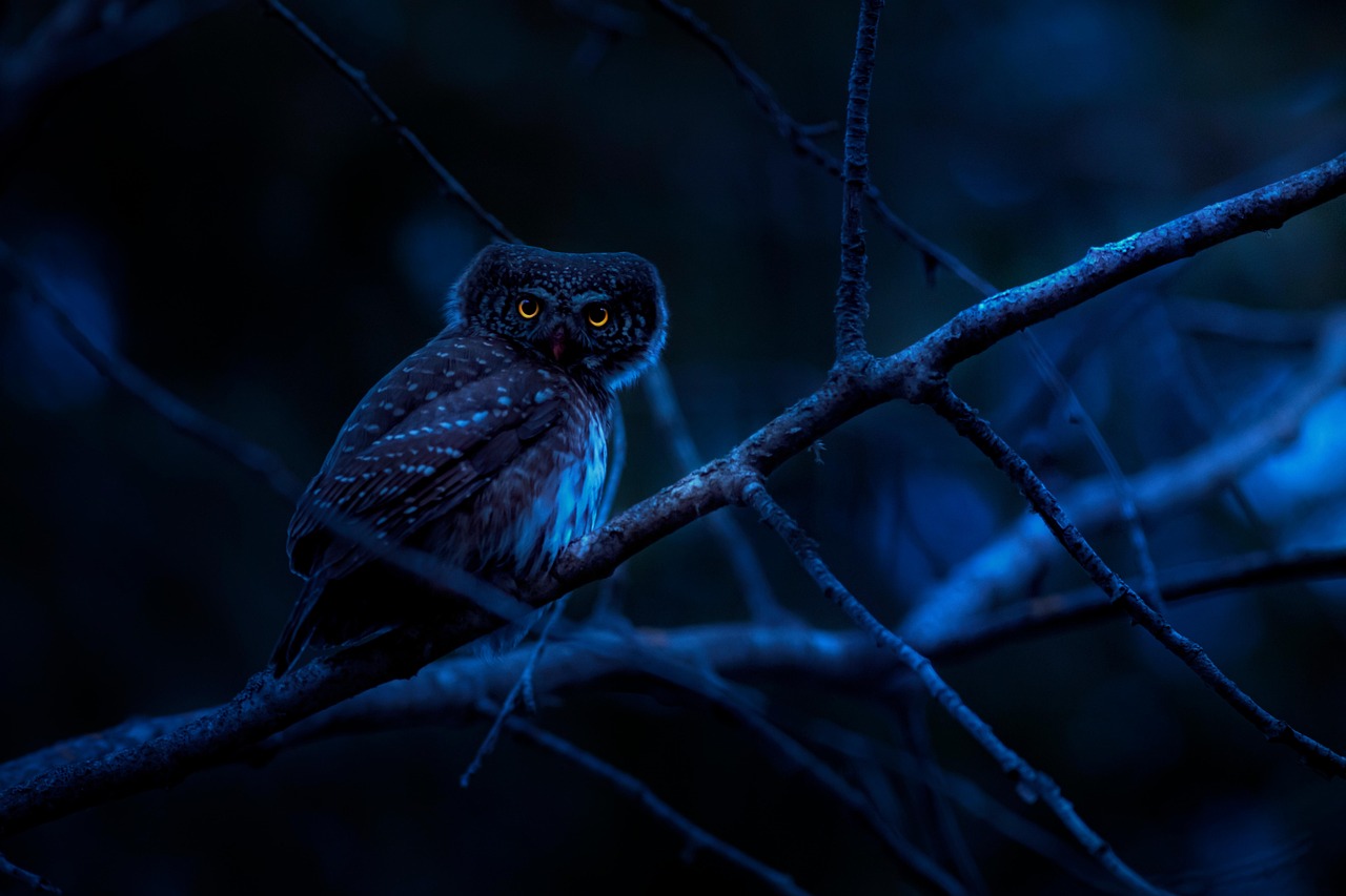 夜的精靈：深入了解夜型人