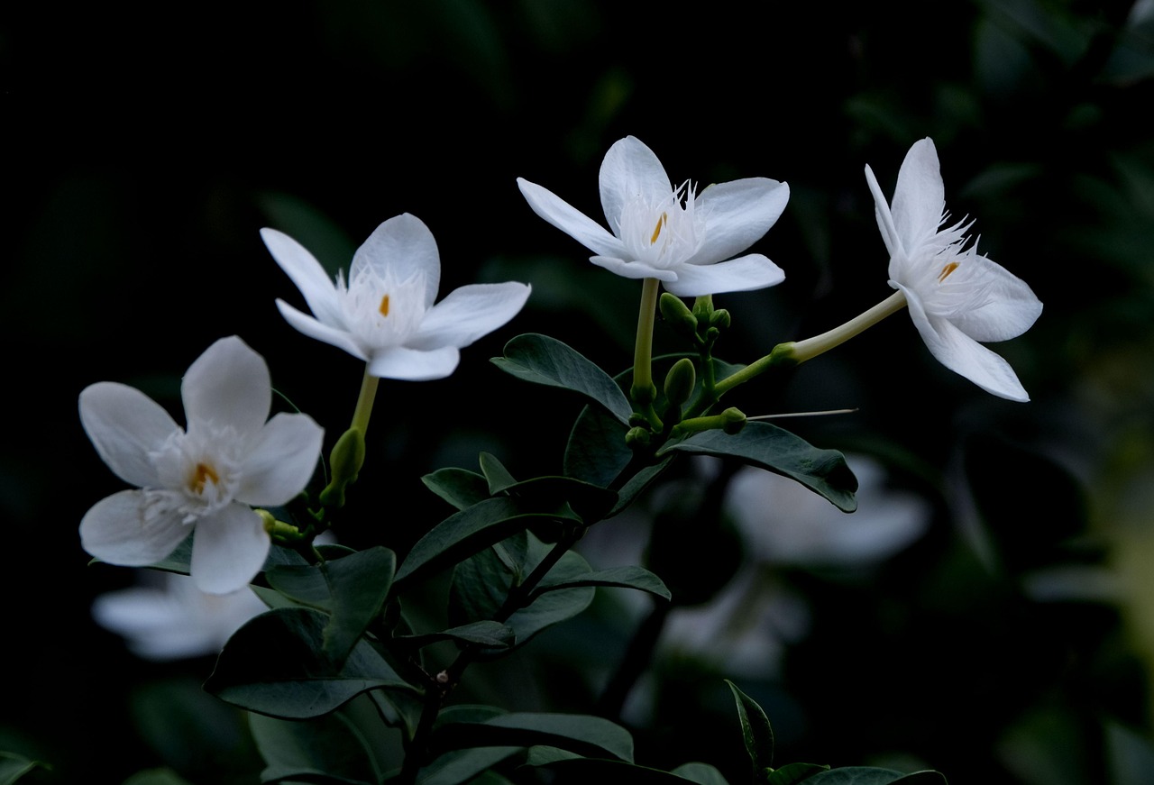 盛夏夜的茉莉花語