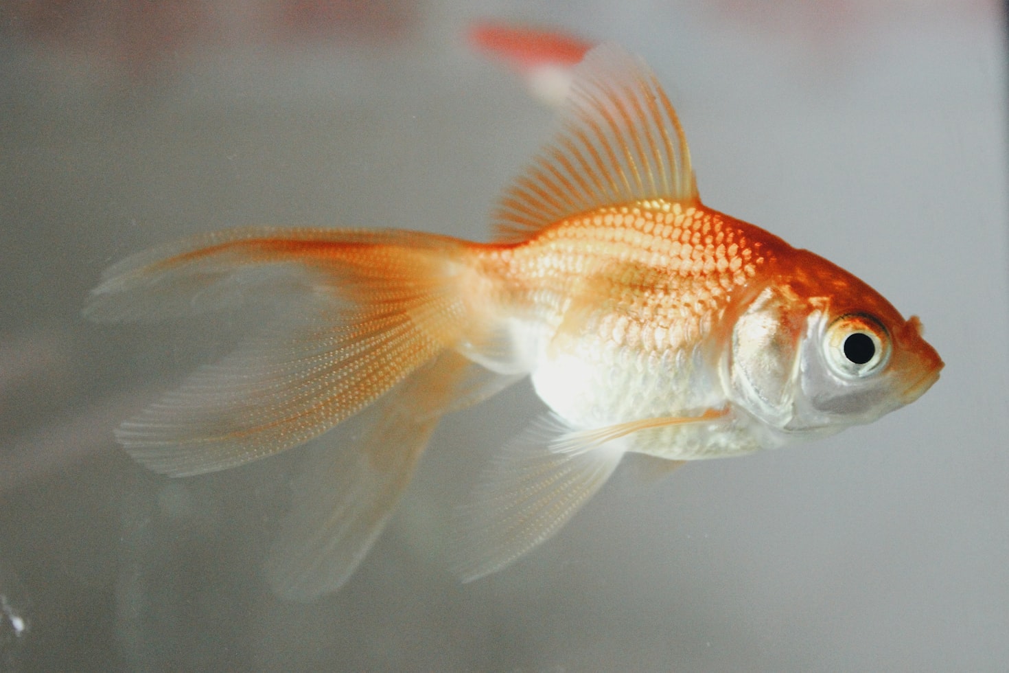 金魚不會閉眼睡覺？魚類睡眠的生物學探秘